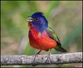 _1SB2613 painted bunting